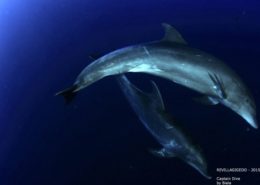 Golfinhos durante mergulho em Revillagigedo com a Captain Dive
