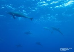 Golfinhos durante viagem de mergulho em Revillagigedo com a Captain Dive